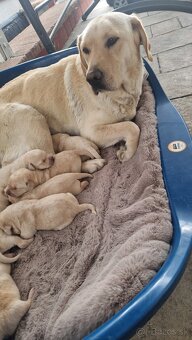 Labrador šteniatka, posledná voľná fenka - 3
