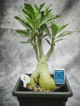 Púštna ruža - Adenium obesum bonsaj - 3