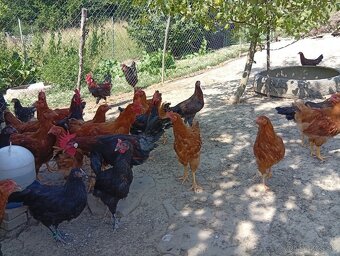 Hempšir - 3