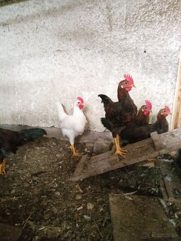 Vlaška jarabičia kohútiky - 3
