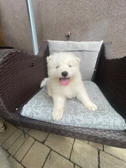 Samoyed - 3