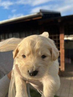 Zlatý retriever - 3