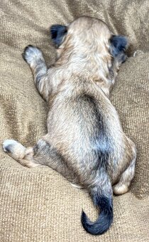Yorkshire Terrier s PP - 3