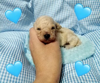 ❤️Pudlik mini toy ❤️ - 3