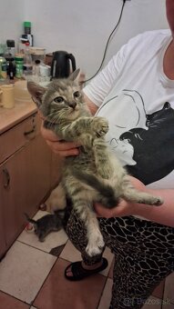 Darujem mačky a kocurikov - 3