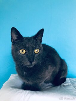 BIANCA SI HĽADÁ DOMOV VO VNÚTRI - 3