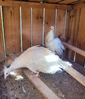 Predám mladé tohtoročné pávy rôznych mutácii - 3