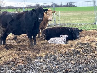 Krava Aberdeen Angus - 3