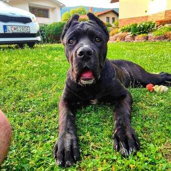 Cane Corso, Nemecka doga - 3