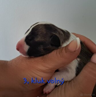 Bullterrier štěňátka s PP - 3