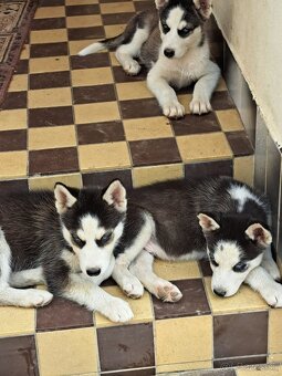 Šteniatka sibírsky husky - 3