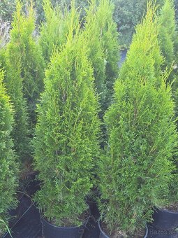 Tuja smaragd 130 cm - 3