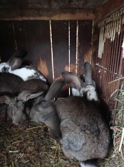 Predam samce zajacov na chov - 3