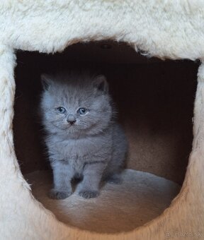 Britské mačiatka s PP - 3