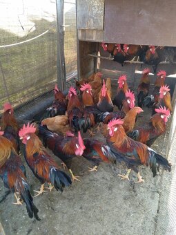 Vlaška Jarabičia - 3