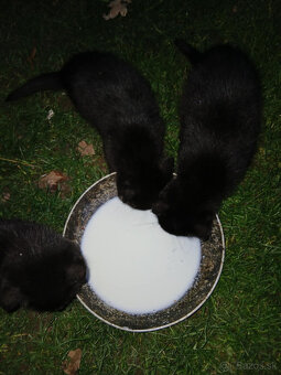 Darujem čiernych kocúrikov - 3