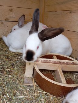 Ponúkam na predaj čisto krvné samice Hyla - 3