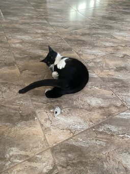 Darujem mačičku - 3