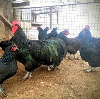 Australorpka kohút - 3