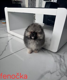 Pomeranian mini - 3