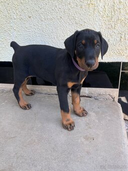 Doberman šteniatka - 3
