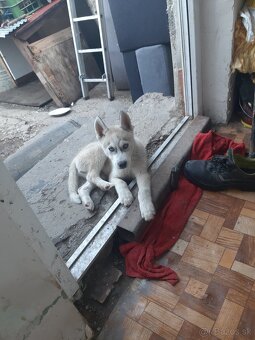 sibirsky husky - 3