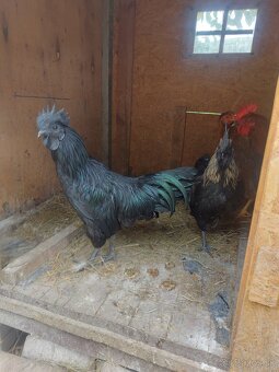 Ayam Cemani - 3
