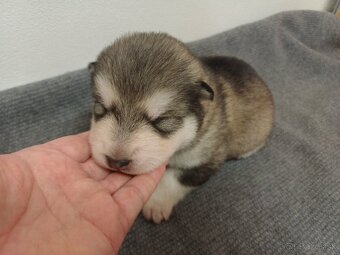 Aljašský malamut - šťěňátka s PP - 3