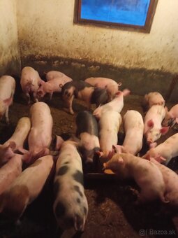 Predám odstavčatá - 3