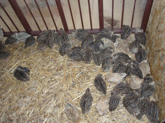 Japonské prepelice - 3