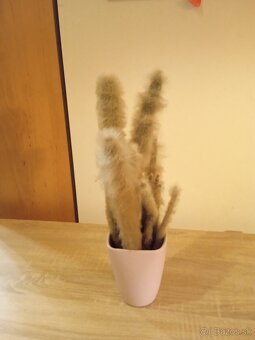 Darujem kaktusy - 3