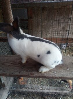 Nemecký obrovitý strakáč - 3