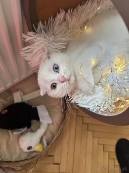 Skotka klapouchá koťata s pp - 3