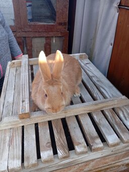 Burgunsky -Maklembursky - 3