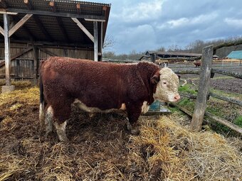 Plemenný býk Hereford - 3