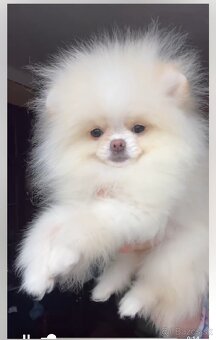 Pomeranian - 3
