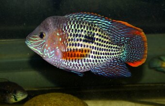 Aequidens rivulatus - 3