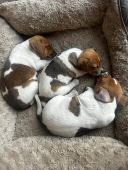 Jack russel terier - 3