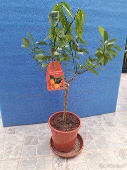 Calamondin Citrus Mitis - 3