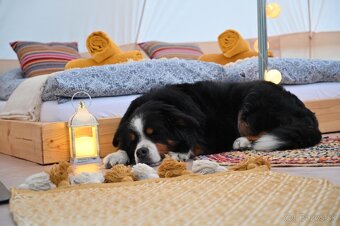 Glamping ŠumVody - 3