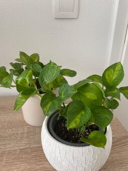Izbová rastlina - 3