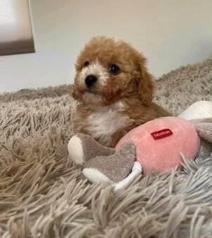 Red and white mini Maltipoo girl - 3