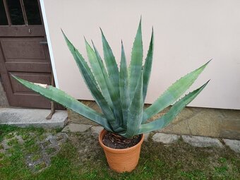 Agave americká - 3