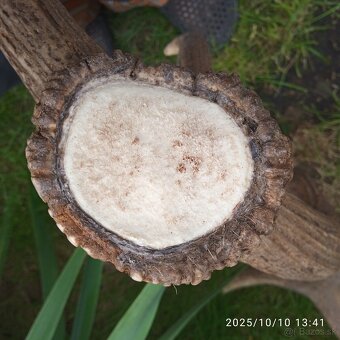 Trofeje a,parozie - 3