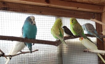 Predám mladé andulky - 3