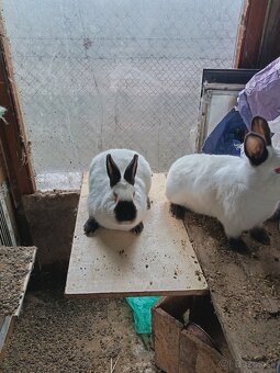 Kalifornsky králik - 3