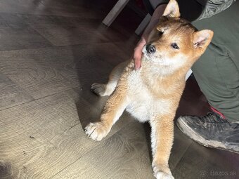 Predám šteniatko shyba inu - 3