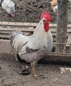 Vlaska perlovoseda - 3