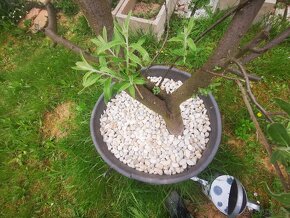 Olivovník európsky mrazuvzdorný - 3