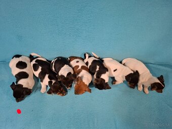 Jack russell terier - 3